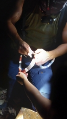 Rhinobothryum bovallii