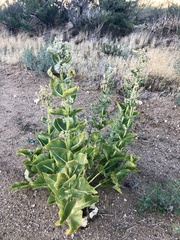Asclepias erosa