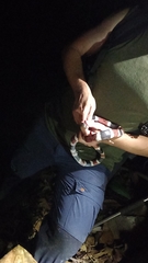 Rhinobothryum bovallii