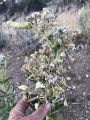 Asclepias erosa