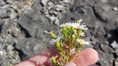 Symphyotrichum pilosum pilosum