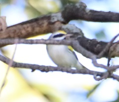 Vermivora chrysoptera