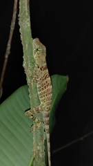Anolis princeps