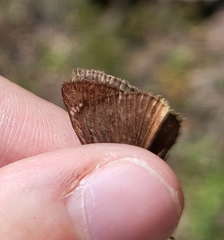 Erynnis meridianus