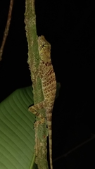 Anolis princeps