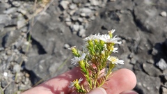 Symphyotrichum pilosum pilosum
