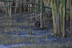 Rallus limicola
