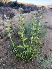 Asclepias erosa