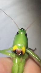 Neoconocephalus triops