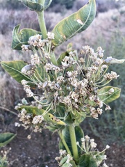 Asclepias erosa