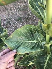 Asclepias erosa