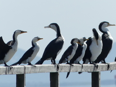 Phalacrocorax varius