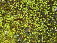 Polytrichum piliferum