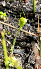Pterostylis puberula