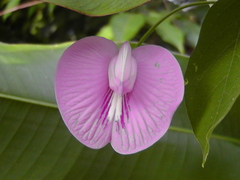 Centrosema virginianum