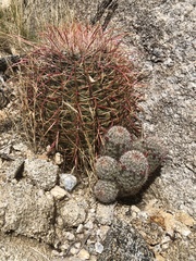 Ferocactus cylindraceus
