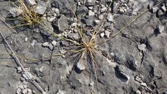 Sporobolus vaginiflorus