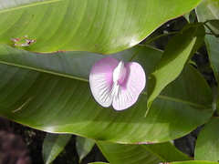 Centrosema virginianum