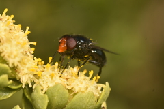 Copestylum nigripes