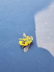 Agapostemon melliventris