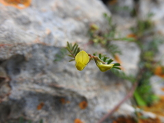 Hippocrepis ciliata