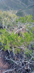 Dodonaea viscosa