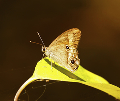 Hypocysta irius