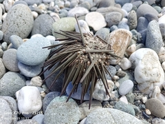 Echinoidea