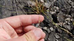 Sporobolus vaginiflorus