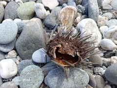 Echinoidea