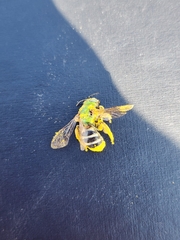 Agapostemon melliventris