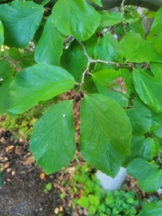Parrotia persica