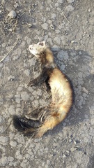 Mustela eversmanii