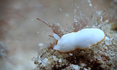 Goniobranchus verrieri