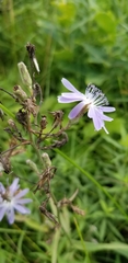 Lactuca pulchella