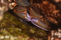 Petrolisthes violaceus