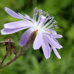 Lactuca pulchella