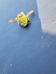 Agapostemon melliventris