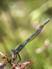 Austrolestes annulosus
