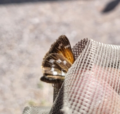 Hesperia woodgatei