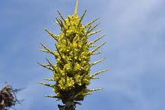 Puya chilensis