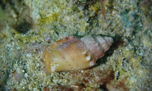Canarium wilsonorum observed 2022-09-03