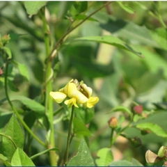 Vigna luteola