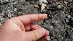 Sporobolus vaginiflorus