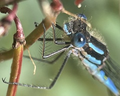 Austrolestes annulosus