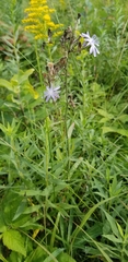 Lactuca pulchella