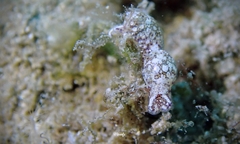 Lamprohaminoea ovalis