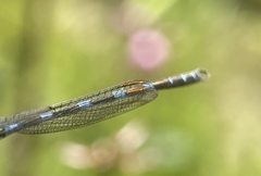 Austrolestes annulosus