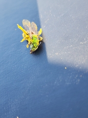 Agapostemon melliventris