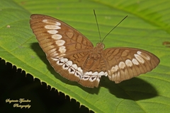 Tanaecia trigerta trigerta